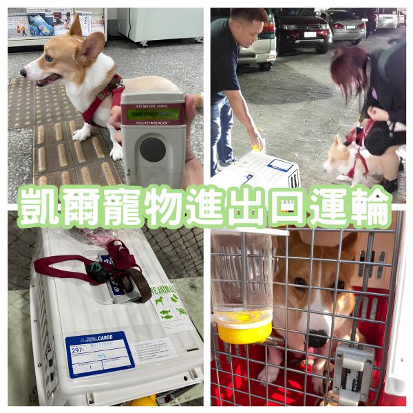 2023/11/12 『菲律賓』活潑柯基犬飛菲律賓陪主人一起工作啦~~~